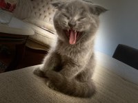 Scottish fold kedimizin yavruları