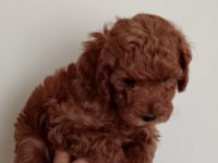 Poodle Akademi Köpeği