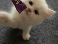 İnci gibi beyaz british longhair safkan