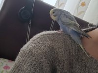 1 aylık yavru muhabbet kuşu erkek