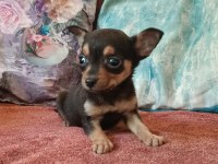 Minyatür pinscher