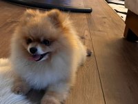 Pomeranian oğlumuz yeni eş adaylarını aramaktadır