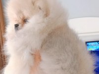 Pomeranian boo dişi yavru