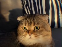 2 yaşında sağlıklı scottish fold