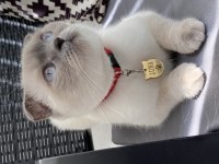 Scottish fold dişi 2 yaşında