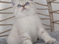 SAFKAN MÜKEMMEL KALİTE MAVİŞ GÖZLÜ BEBEK KEDİLER