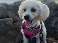 Sempatik Maltipoo yavrular