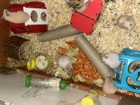 Birbirinden güzel hamster bebekler
