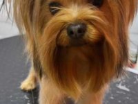 0 numara yorkshire terrier