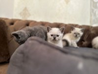 A+ Kalite British Shorthair Yavrumuz Yeni Ailesini Bekliyor