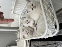 Şecereli Blue Point British Shorthair Yavrular
