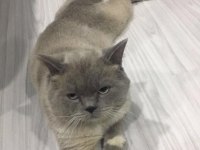 British shorthair kedisi