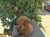 A kalite 1. Sınıf kore toy poodle