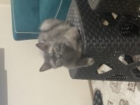 2 Yaşında Dişi Orjinal British Shorthair