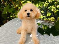 7 AYLIK DİŞİ TOY POODLE