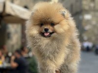 Mersin Pomeranian Boo Yavruları