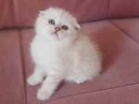 Scottish fold dişi yavrum yeni sahiplerini bekliyor