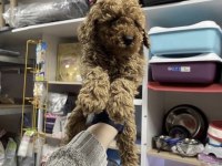 Toy Poodle Köpekler