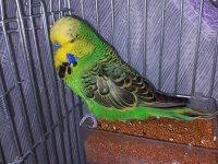 Show jumbo muhabbet kuşu