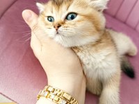 British Shorthair Yavrular Teslime Hazır