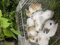 Pırıl pırıl 20 günlük bebek tavşanlar