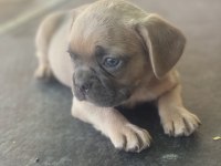 İzmirden newshade taşıyıcı french bulldog yavrularımız