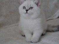 Blue point dişi british shorthair yavrularımız