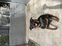1.5 Yaşındaki Kızıma Erkek Eş Arıyorum Rottweiler