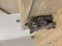 GRİ BRITISH LONGHAIR YAVRULARIM 