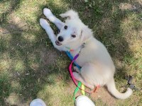 Köpeğimize acil kalıcı yuva ücretsiz