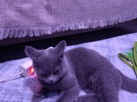 Sahibinden british shorthair