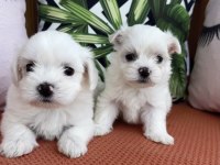 Kar beyaz mini boy orjinal maltese yavrularımız