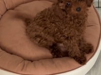 3.5 Aylık Dişi Harika Renk Toy Poodle Safkan Eğitimli