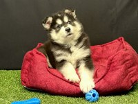 Kutuplardan Esen Soğuk Güzellik Alaskan Malamute