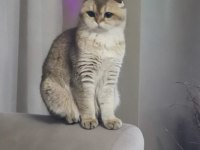 acil yeni yuva arıyorum scottish fold dişi