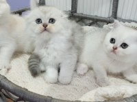 Silver chinchilla rengi safkan yavrular