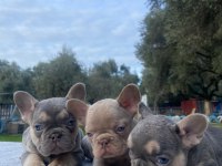 Muhteşem French Bulldog Yavrularımız
