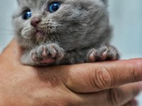 British Shorthair Yavru