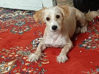 Evcil 6 aylık maltipoo