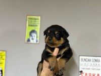 Üst segment dişi erkek rottweiler bebekler