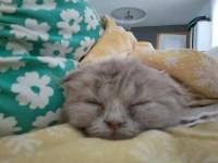 Scottish fold ve iran persian kırması