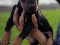 Doberman Yavrularımız ırk garantilidir