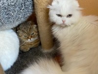 Yetişkin british shorthair dişi kediler