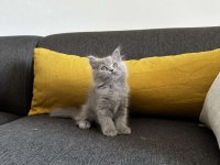 2 aylık Gri British Shorthair yavru