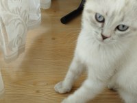 Üç aylık scottish fold miniğimize kalıcı yuva