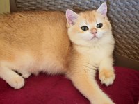 Ny 12 Erkek British Shorthair
