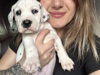 Dalmaçyalı Yavru Köpeklerimiz