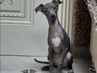 İtalyan Tazısı Greyhound