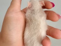 Bebek Ratlar 1.5k