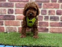 Poodle köpeği yavrular